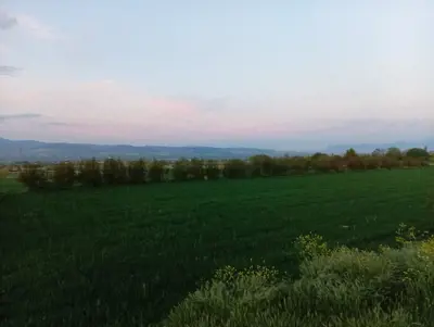 Denizli Pamukkale, Korucuk, 12300 m², Tarla