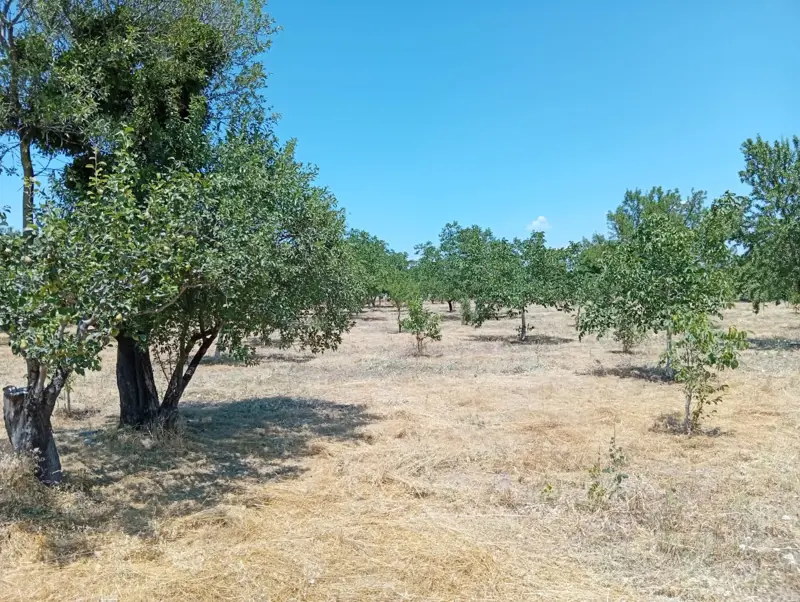 Denizli, Kızılcabölük, Tarla — fotoğraf 7