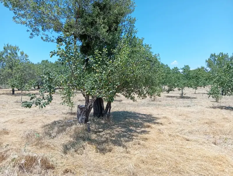 Denizli, Kızılcabölük, Tarla — fotoğraf 5