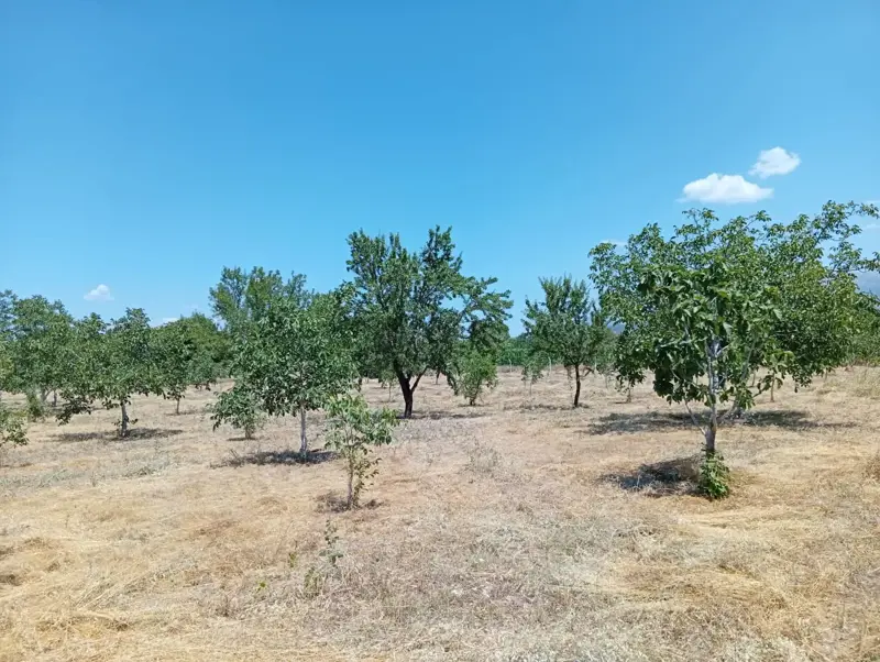 Denizli, Kızılcabölük, Tarla — fotoğraf 3