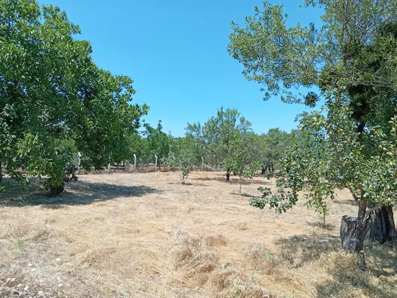 Denizli, Kızılcabölük, Tarla — fotoğraf 2