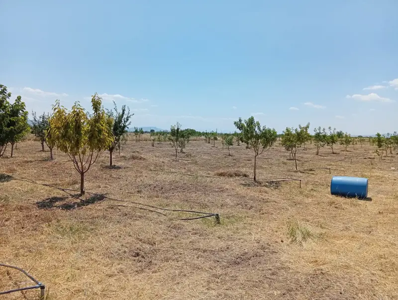 Denizli, Kızılcabölük, Tarla — fotoğraf 9