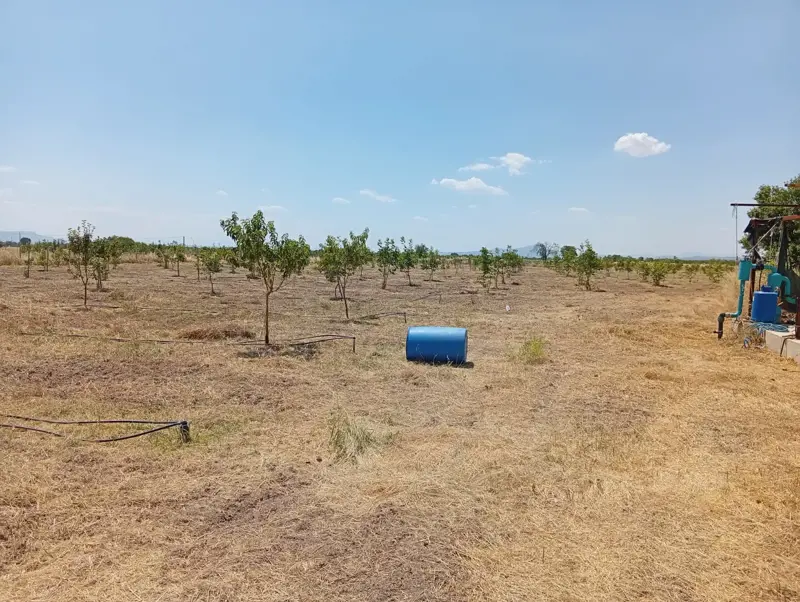Denizli, Kızılcabölük, Tarla — fotoğraf 4