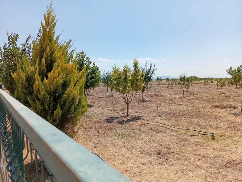 Denizli, Kızılcabölük, Tarla — fotoğraf 5
