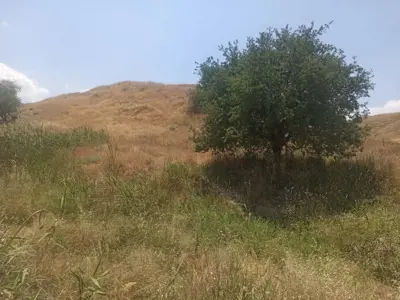 Denizli, Sarayköy, Satılık, Tarla