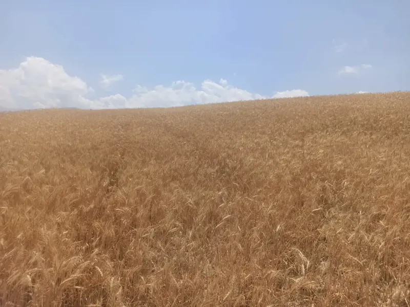 85223c0b-019e-4d08-a3b4-fcd3e94dd923.jpeg