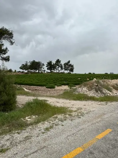 Denizli, Akçapınar, Tarla